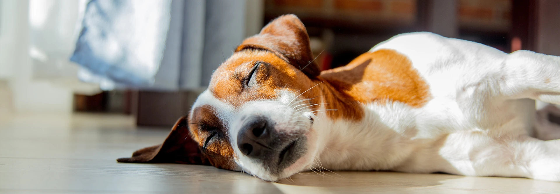 fascinating sleep facts about dogs